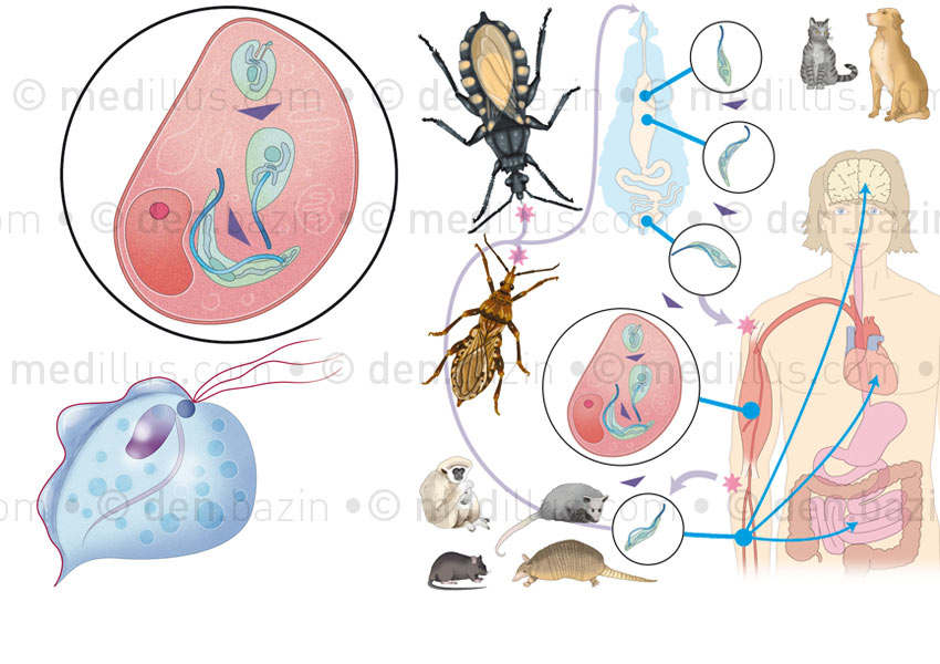 Trichomonas et cycle de la maladie de Chagss