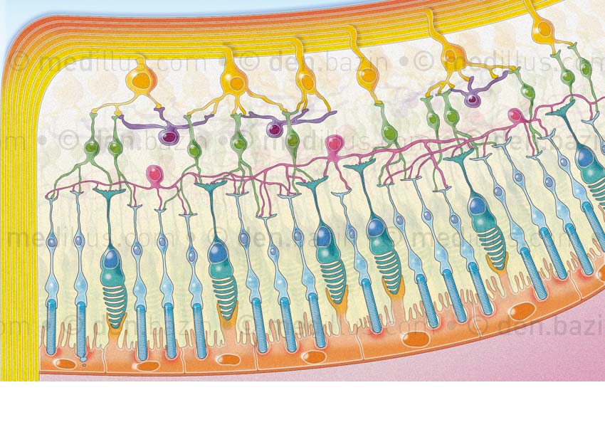 Organisation des neurorécepteurs par couches dans la rétine