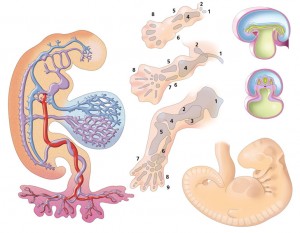 Embryologie