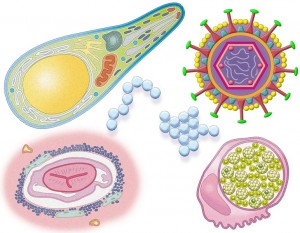 Maladies infectieuses