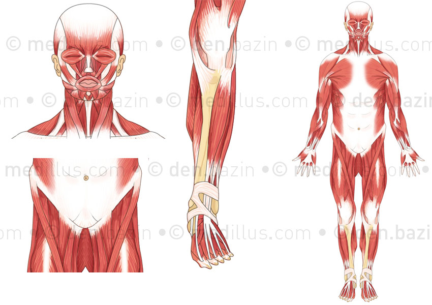 Vue antérieure des muscles