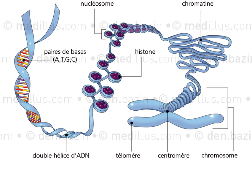 Déroulé de chromosome