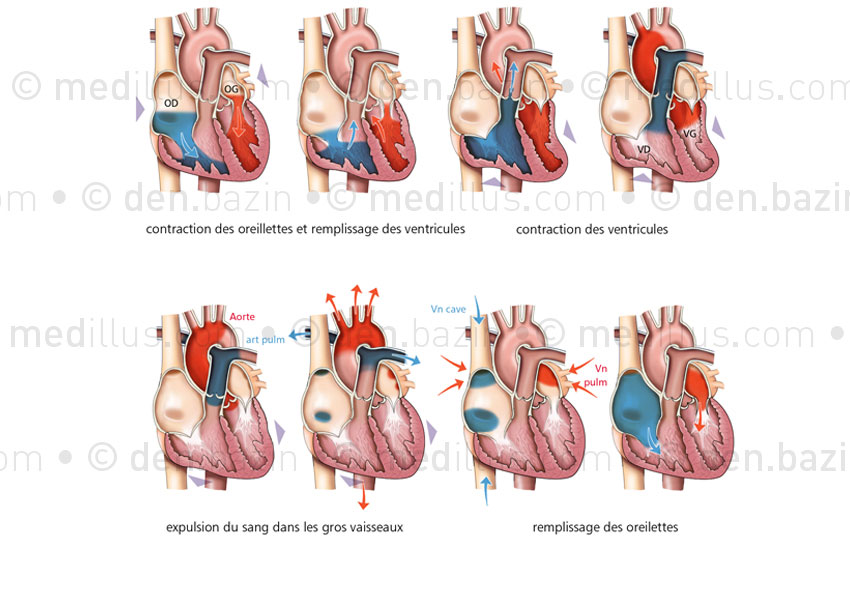 Cycle cardiaque