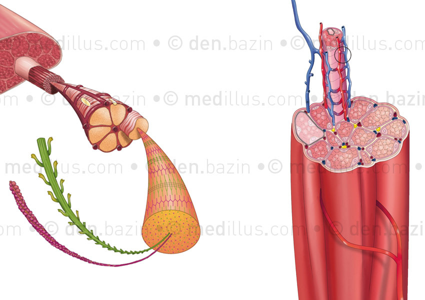 Myofibrille et vascularisation d'un faisceau musculaire