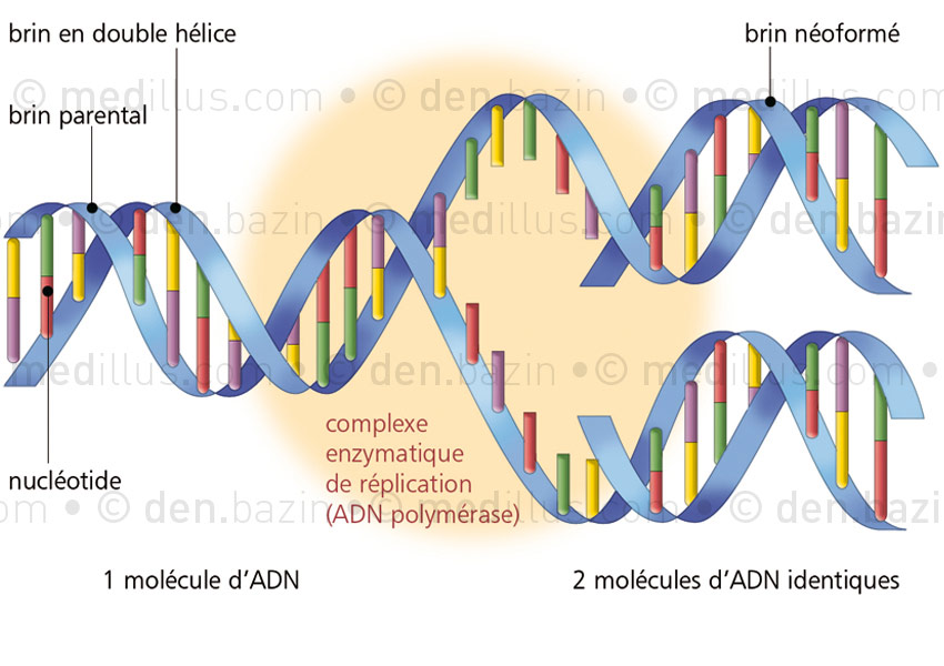 Réplication de l'ADN