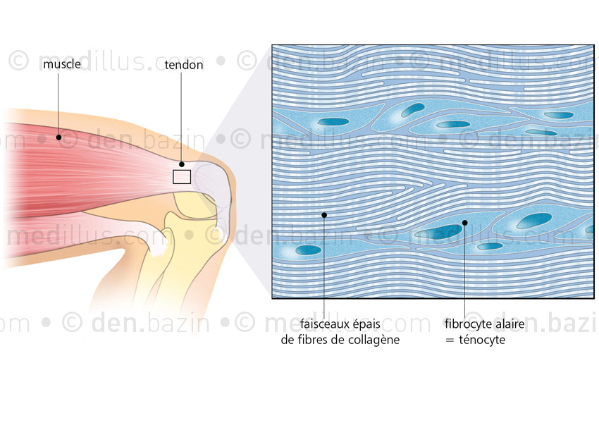 Histologie du tendon musculaire