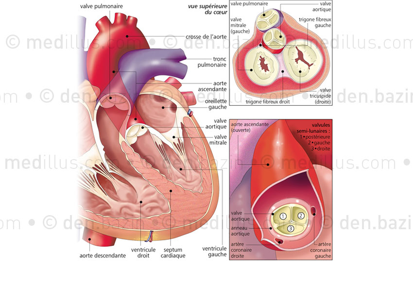 Les valves cardiaques