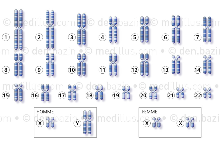 Caryotype