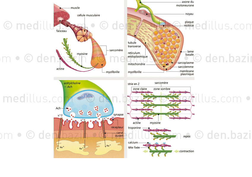 Physiologie de la contraction musculaire