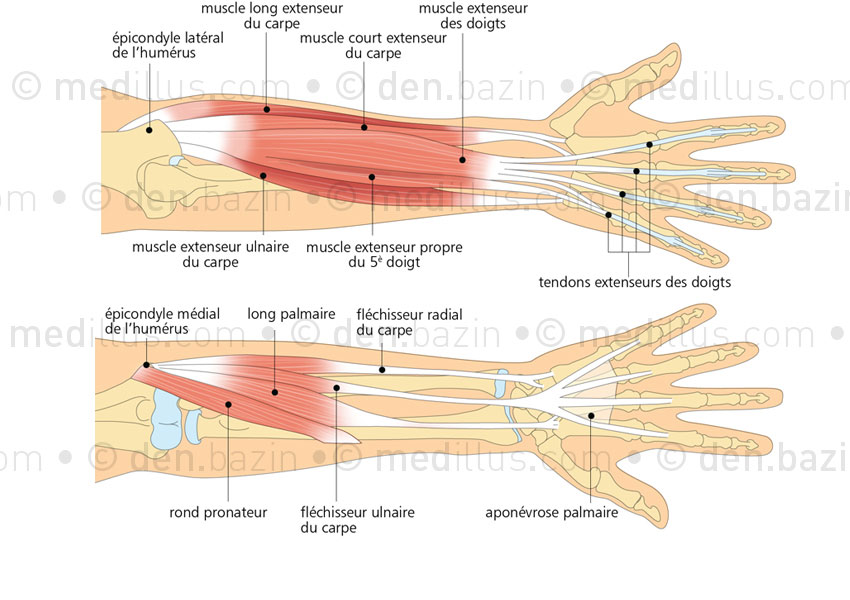 Groupes musculaires des épicondyles médial et latéral