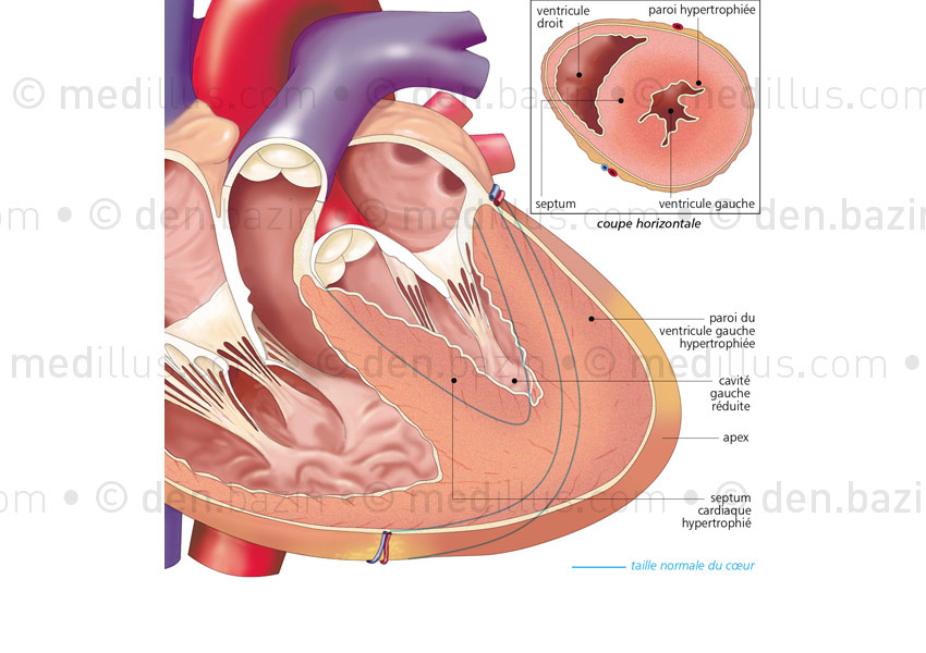 Anatomie - Atlas du corps humain - Appareil respiratoire - Doctissimo