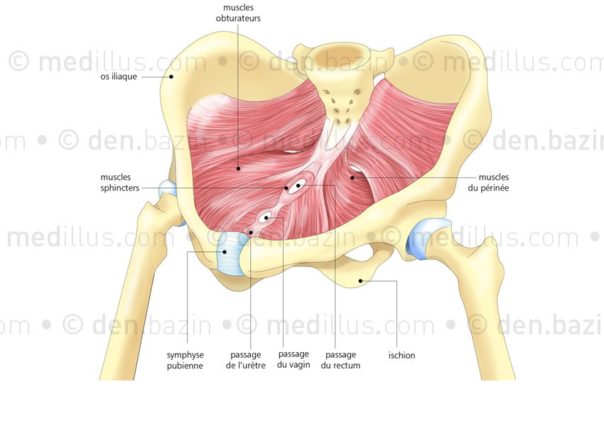 Muscles du périnée et bassin