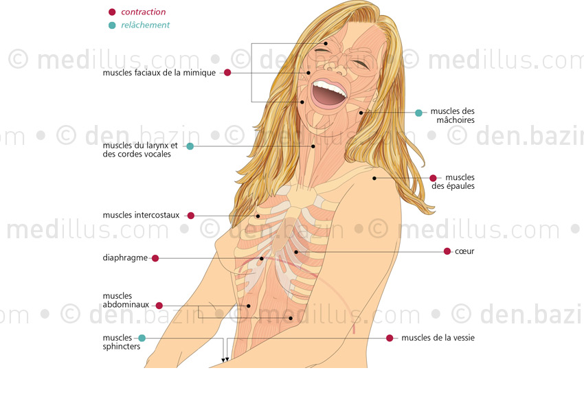 Les muscles du rire