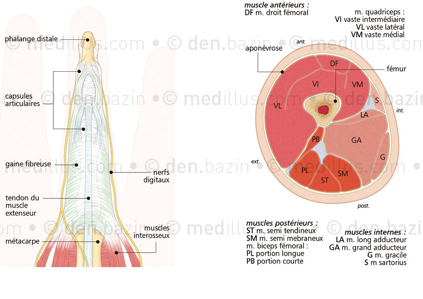 Tendons du doigt et loge de la cuisse