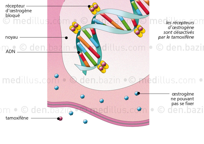 Action du tamoxifène sur l'œstrogène dans la lutte contre le cancer