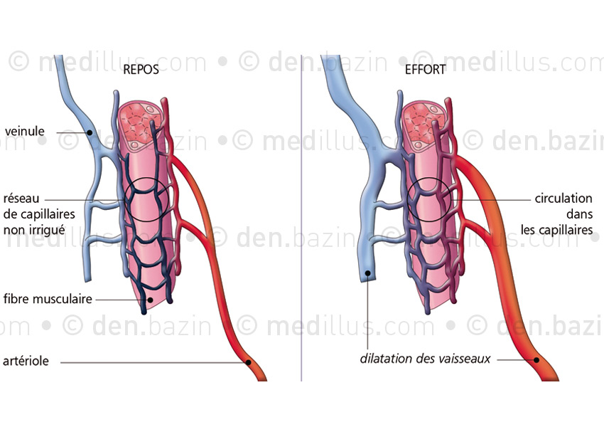 Vascularisation de la fibre musculaire au repos et à l'effort