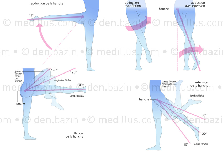 Amplitudes de mouvement de la hanche