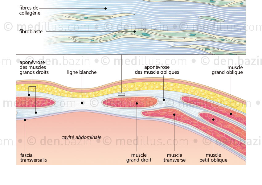 Histologie de l'aponévrose musculaire