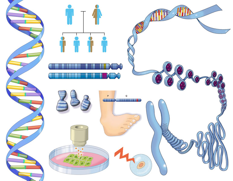 Génétique medillus
